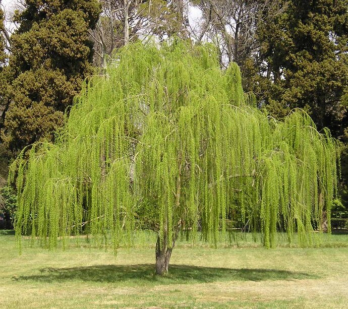 muda_de_salgueiro_chorao_feita_por_estaca_12827_1_20220412114305