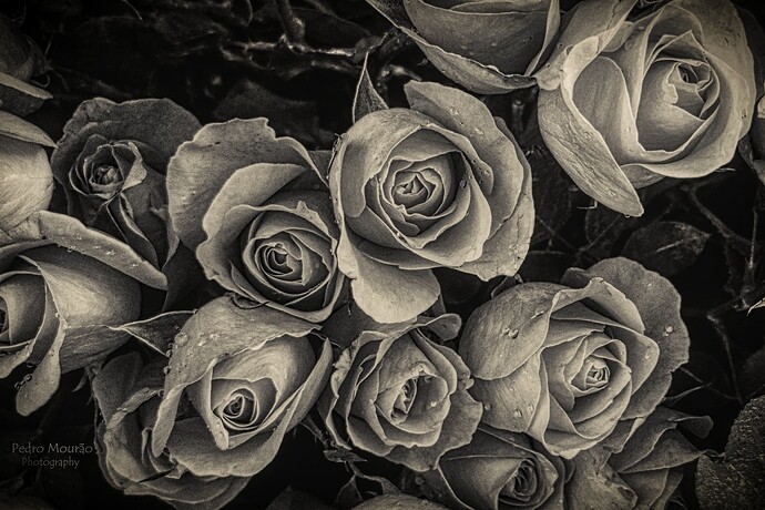 IMG_20250706_081711cmhdr(muddyb&w)