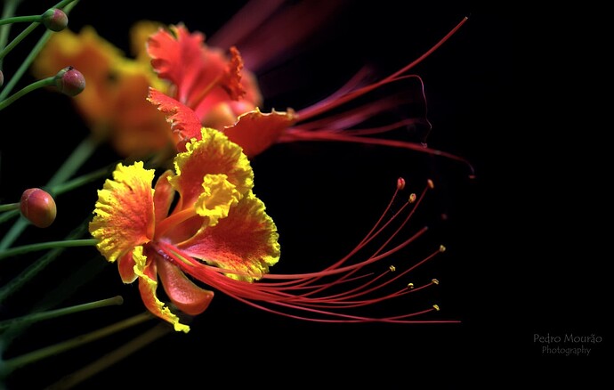 884-887 Photostackcm