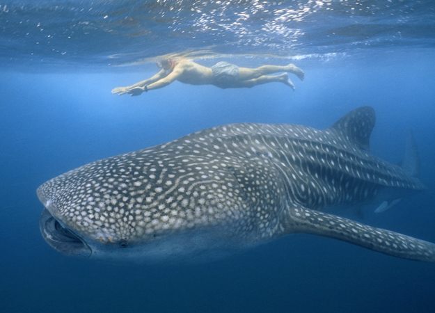 whale-shark-man-swimming.jpg