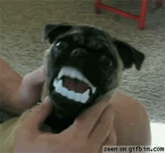 dog-with-vampire-teeth-bite-78cizdvjlk1d59vw