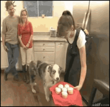dog