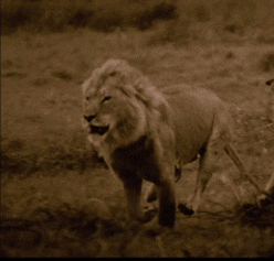 gif.gif