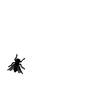 crazyfly