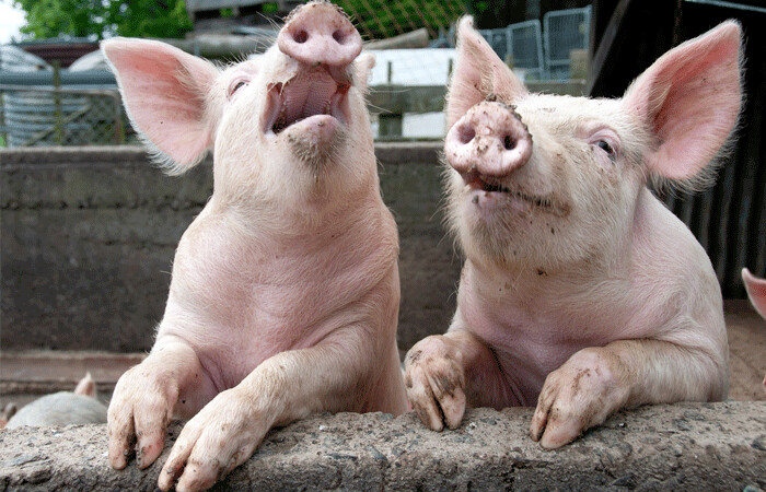 pigslaughing
