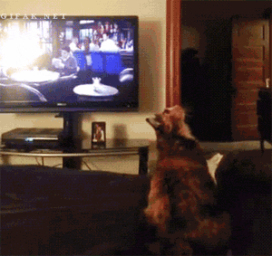 funny-gif-cat-comic-catch-invisible-ball-bed-jump