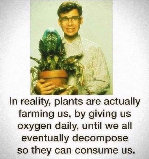 plants