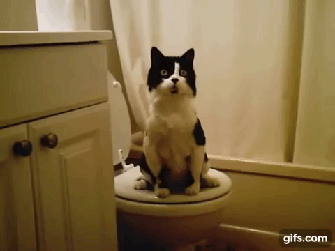 qxqZBp