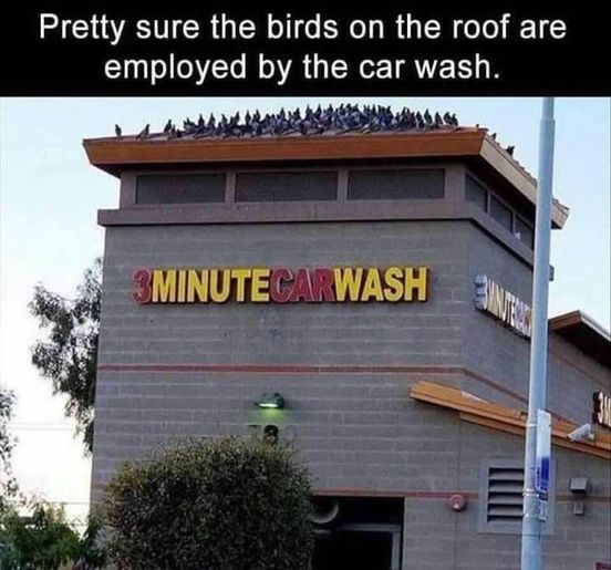 birds car wash